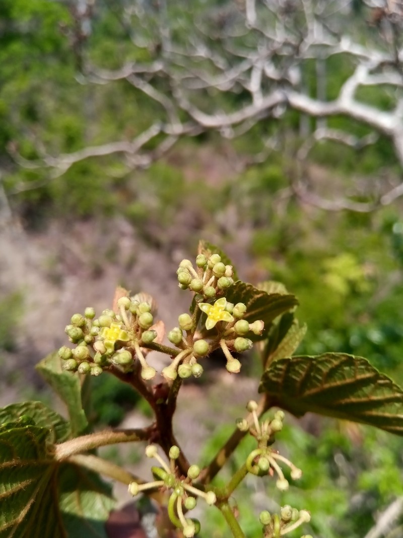 Cissus rhodotricha photo 7