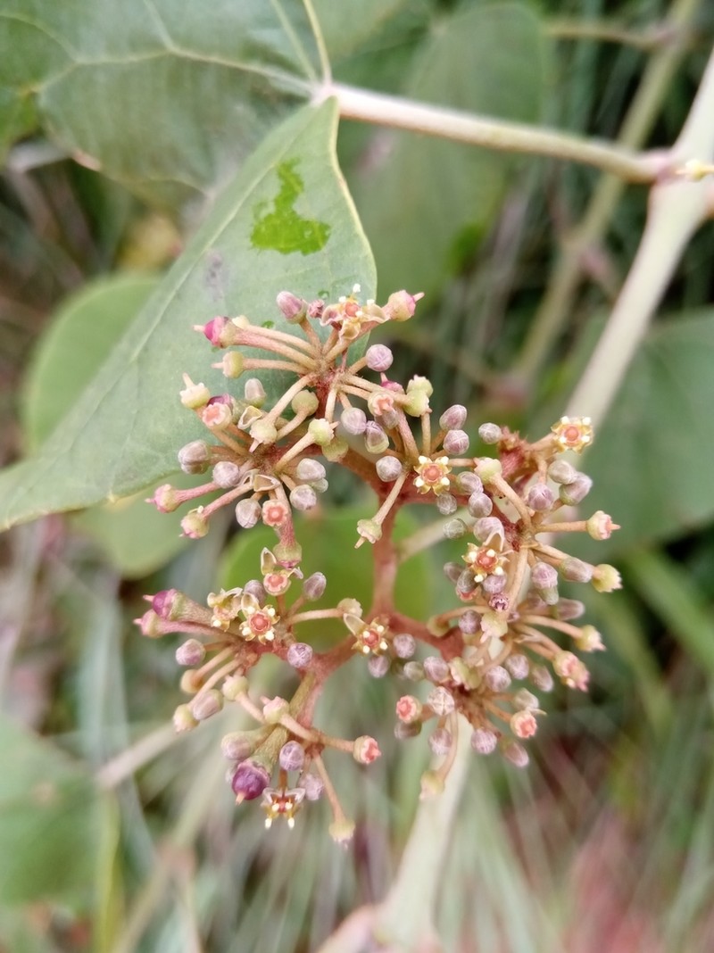 Cissus rhodotricha photo 8