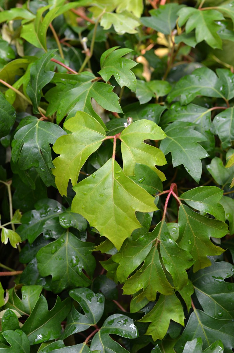 Grape Ivy