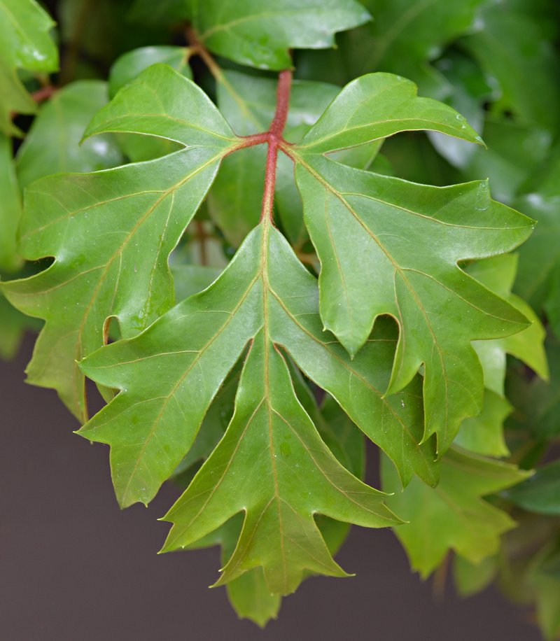Grape Ivy photo 3