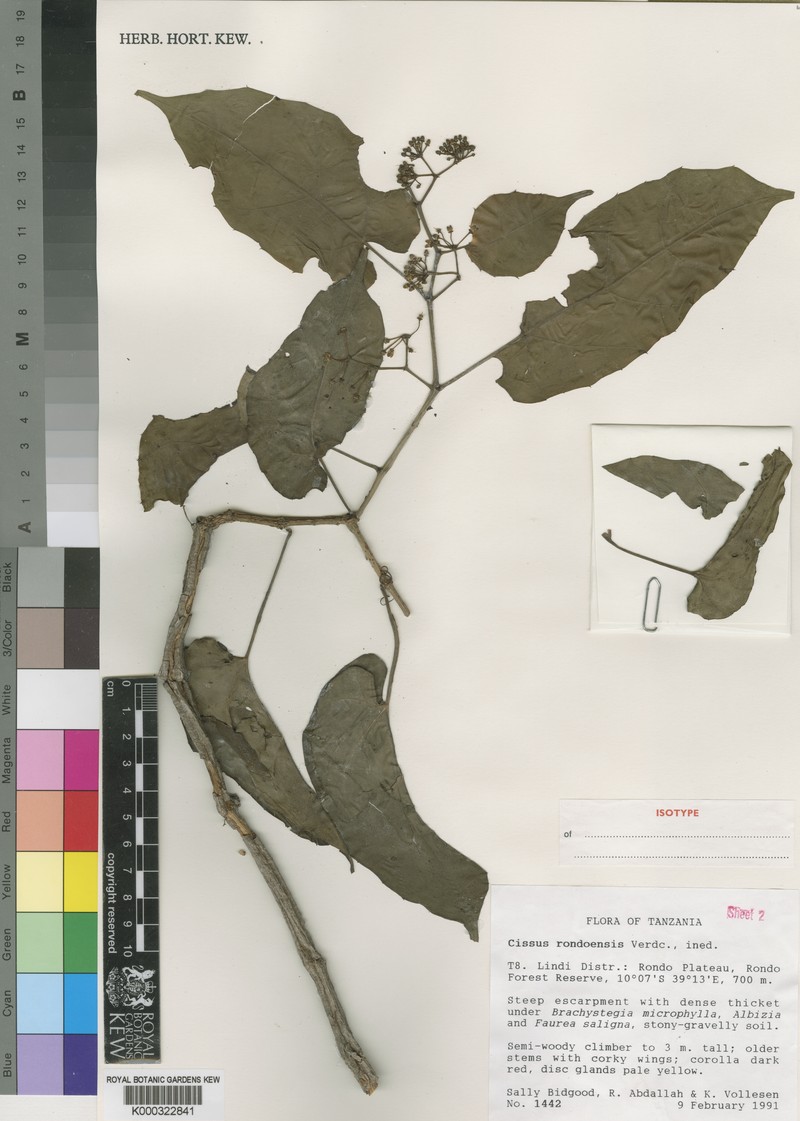 Cissus rondoensis