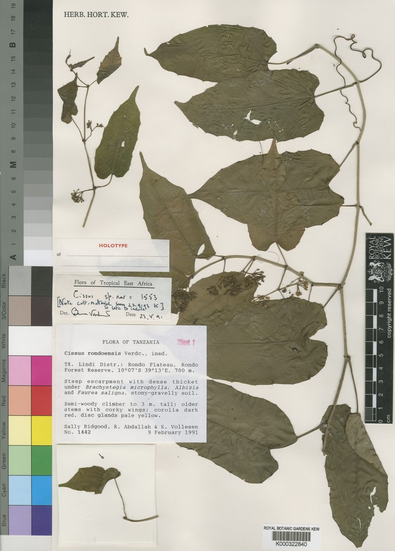 Cissus rondoensis photo 2