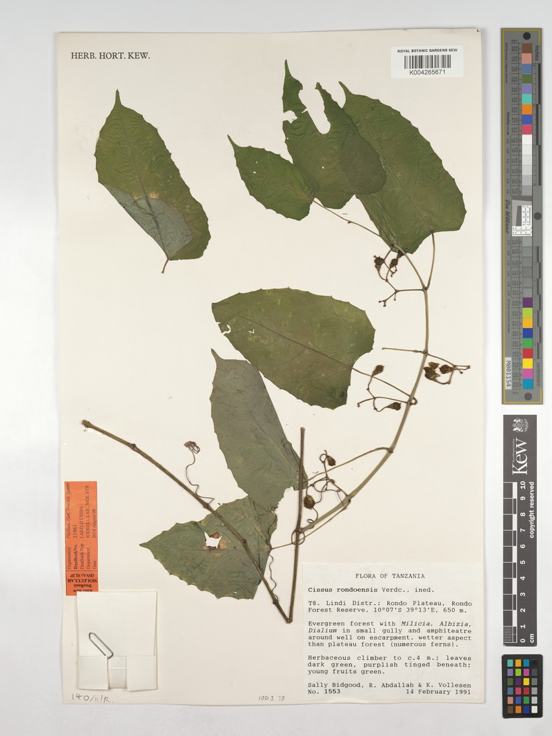 Cissus rondoensis photo 3