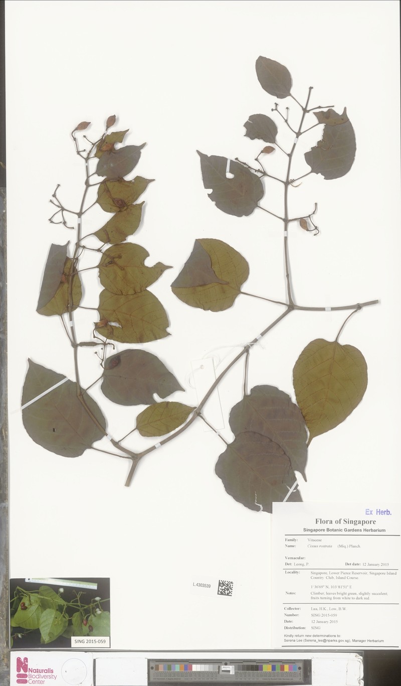 Cissus rostrata