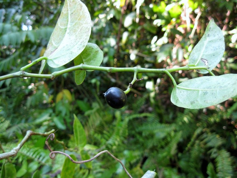 Cissus rostrata photo 2