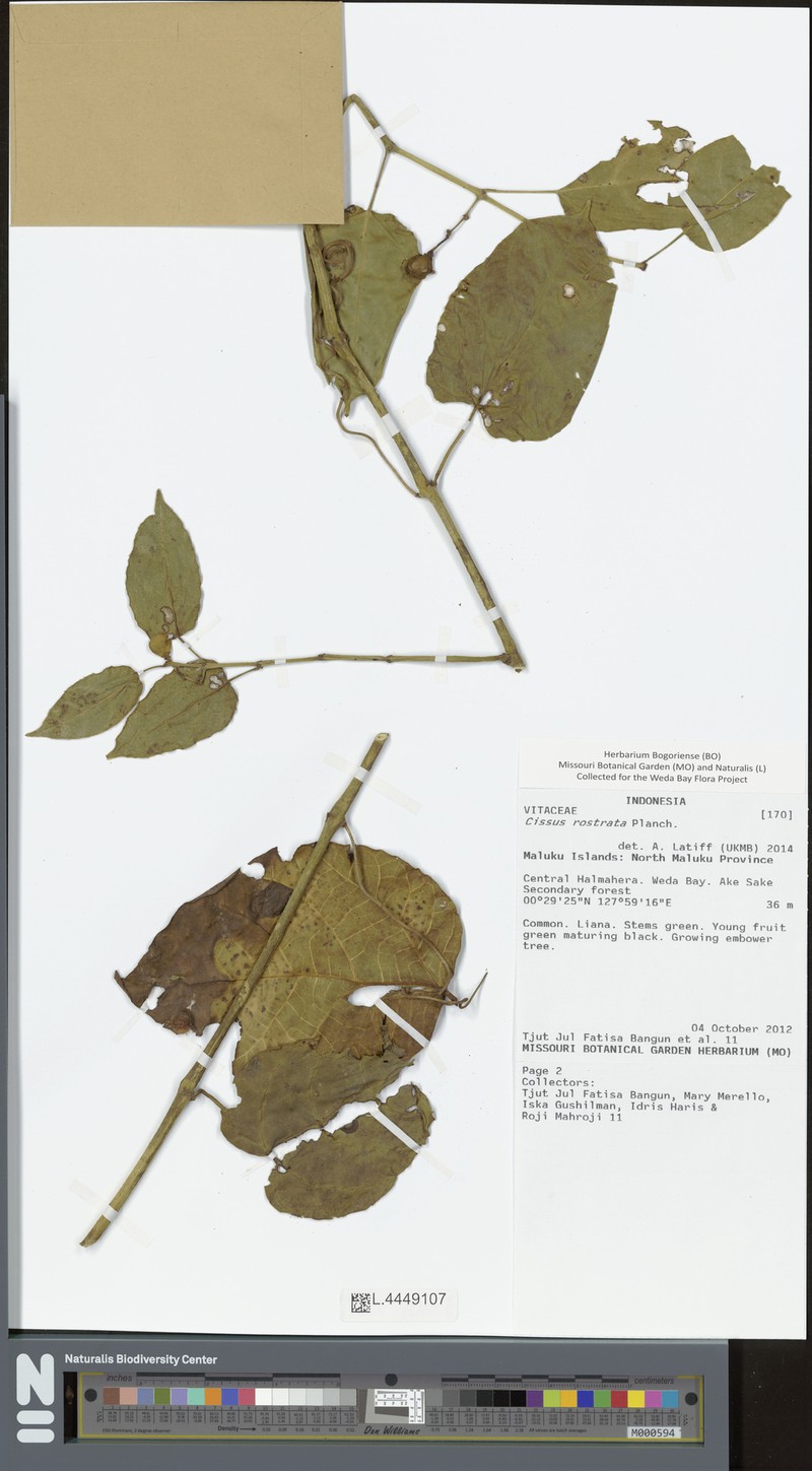 Cissus rostrata photo 3
