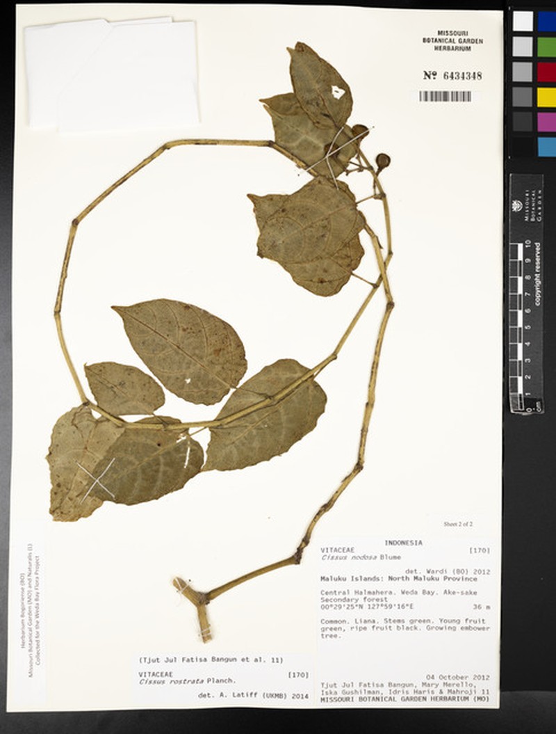 Cissus rostrata photo 4
