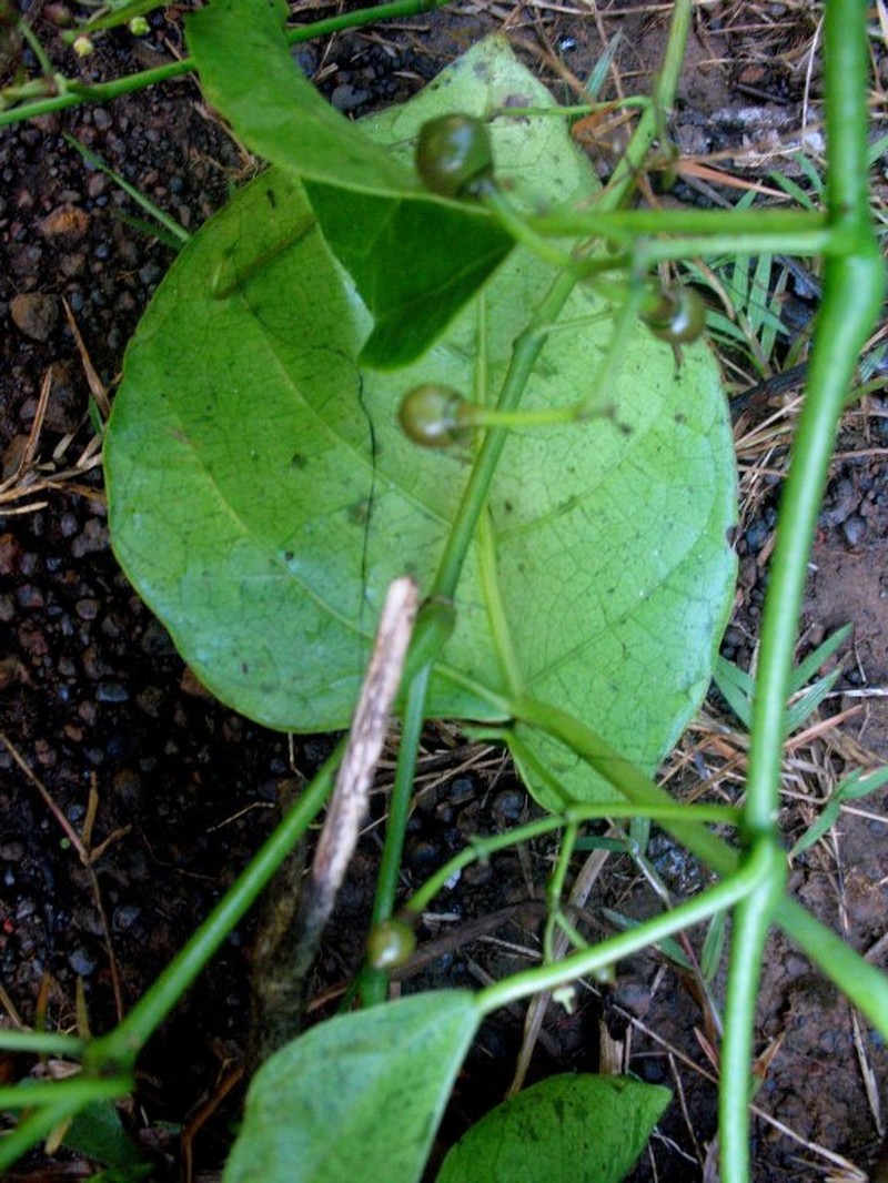 Cissus rostrata photo 5