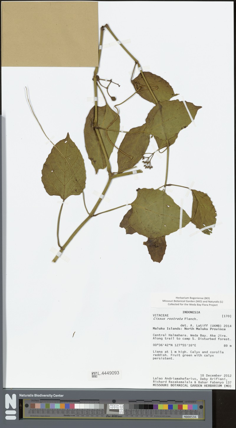 Cissus rostrata photo 6