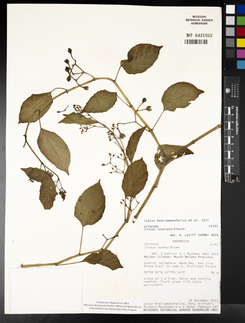 Cissus rostrata photo 7