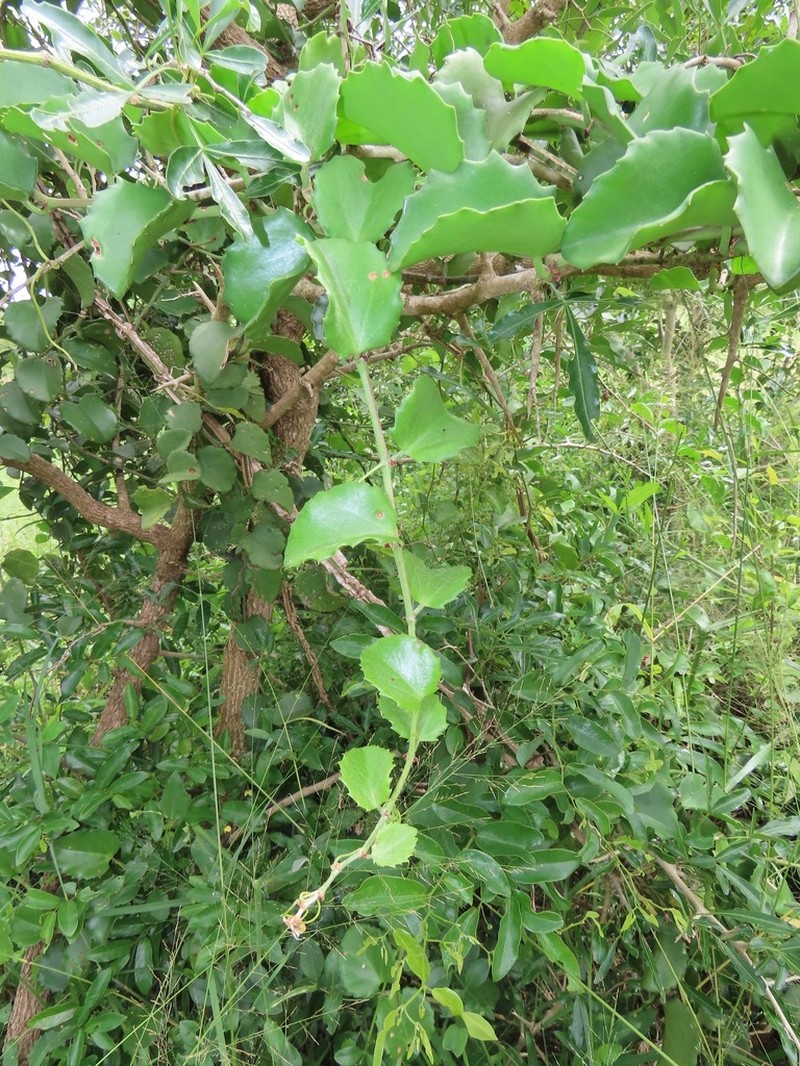 Venezuelan Treebine photo 2