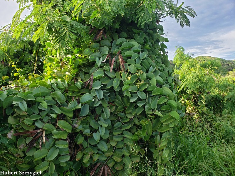 Venezuelan Treebine photo 3