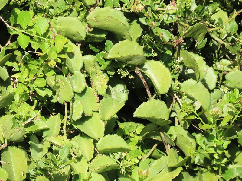 Venezuelan Treebine photo 4