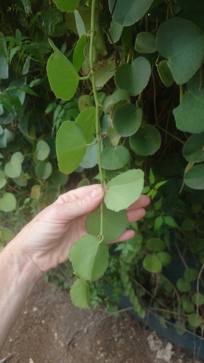 Venezuelan Treebine photo 5