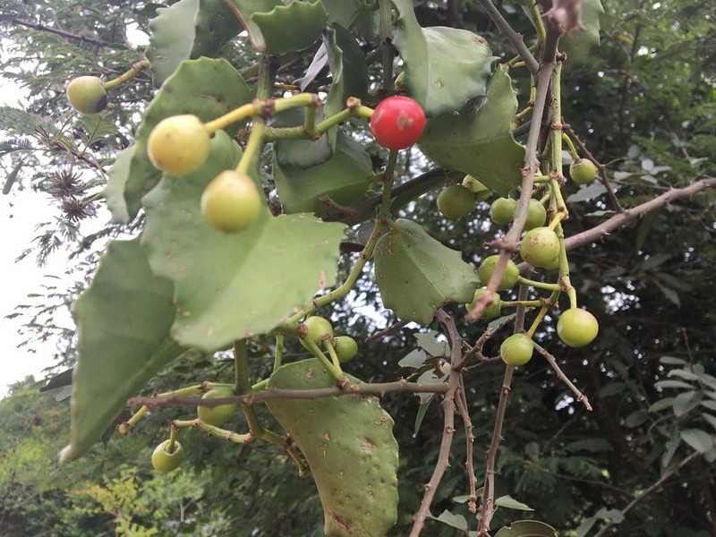 Venezuelan Treebine photo 6