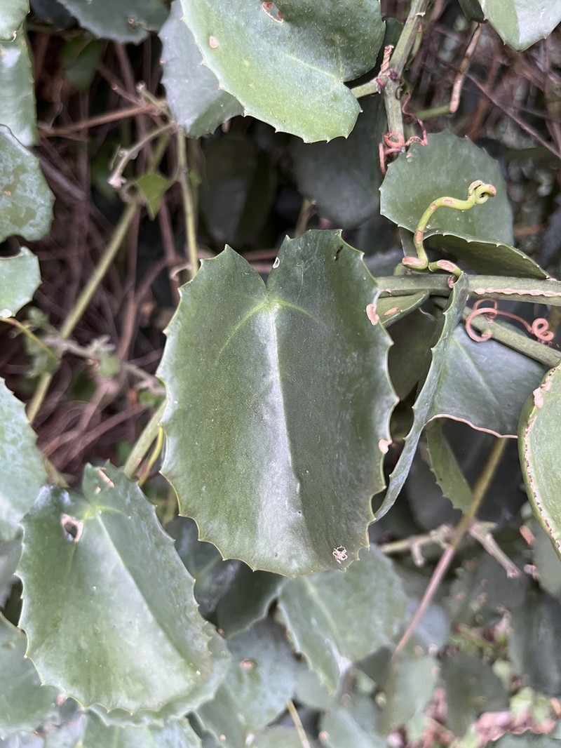 Venezuelan Treebine photo 7