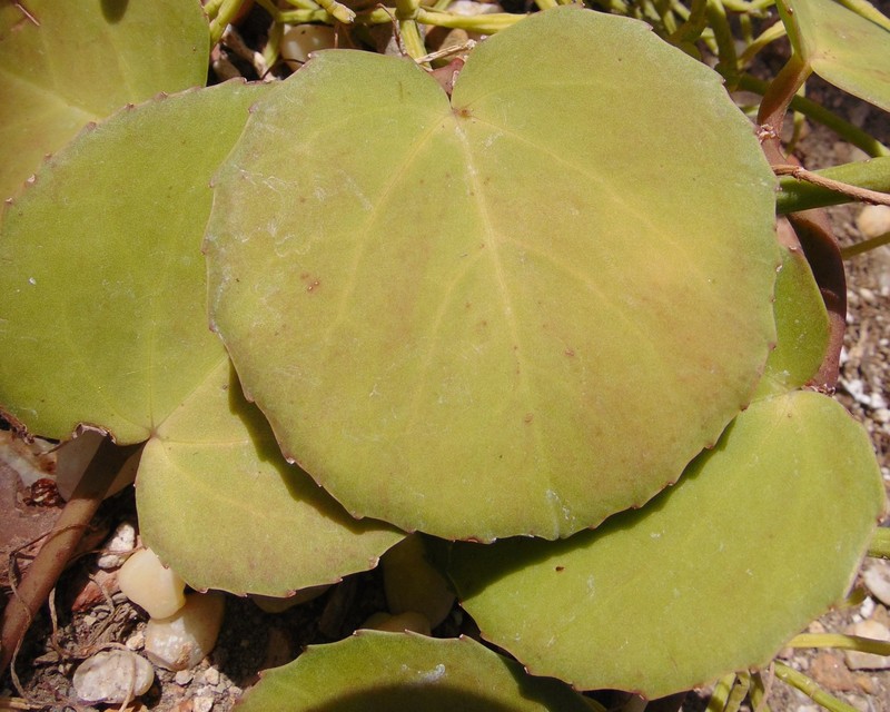 Venezuelan Treebine photo 4