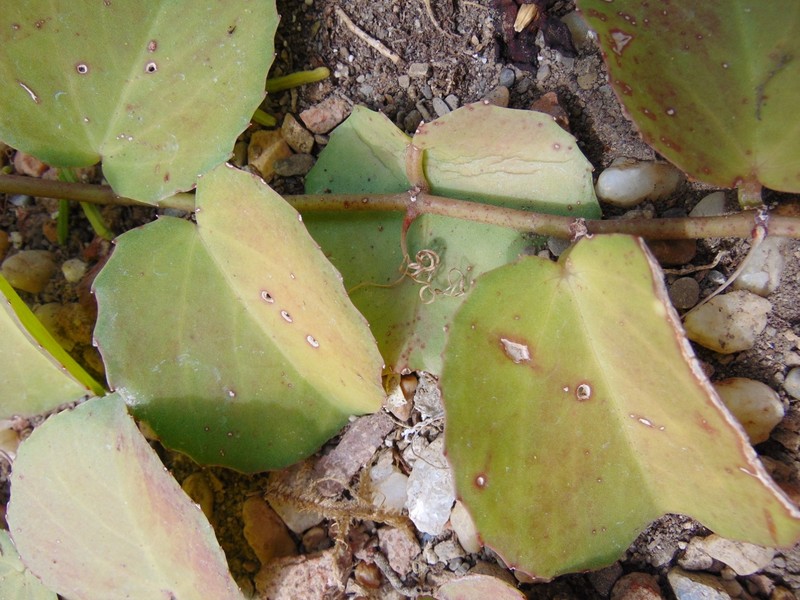 Venezuelan Treebine photo 5