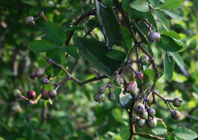 Venezuelan Treebine photo 6