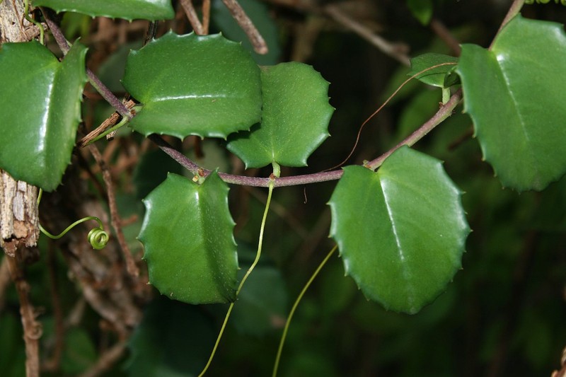 Venezuelan Treebine photo 2