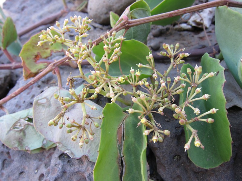 Venezuelan Treebine photo 3