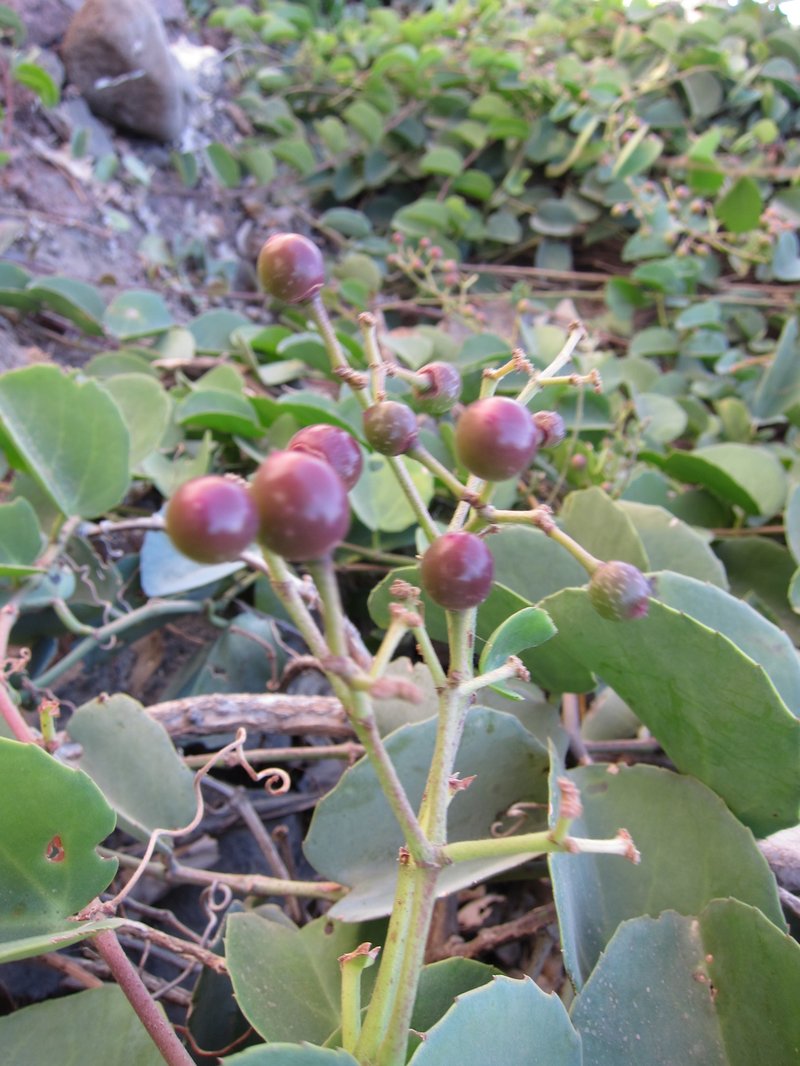 Venezuelan Treebine photo 7