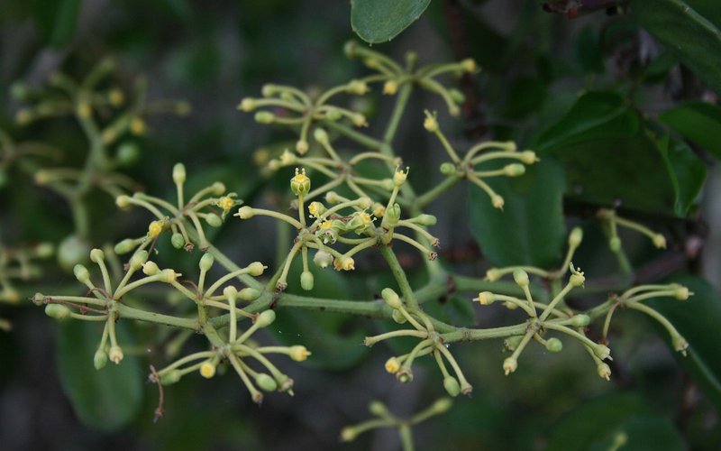 Venezuelan Treebine photo 8
