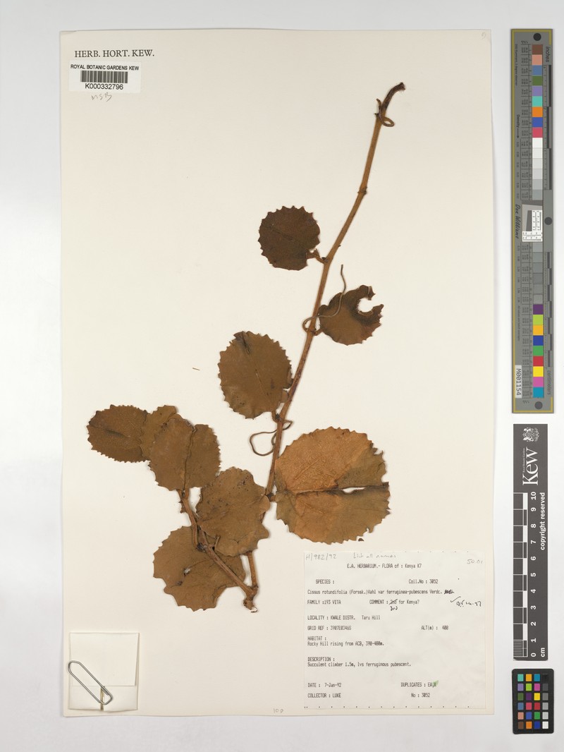 Cissus rotundifolia var. ferrugineopubescens photo 2