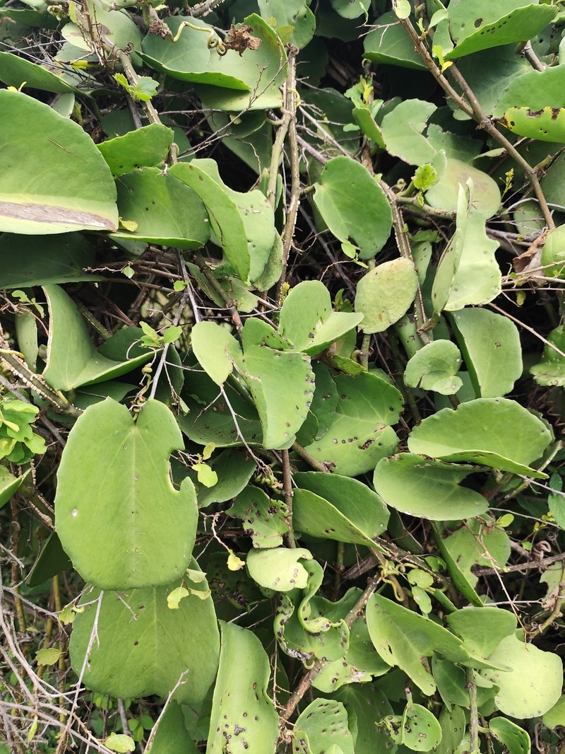 Cissus rotundifolia var. rotundifolia