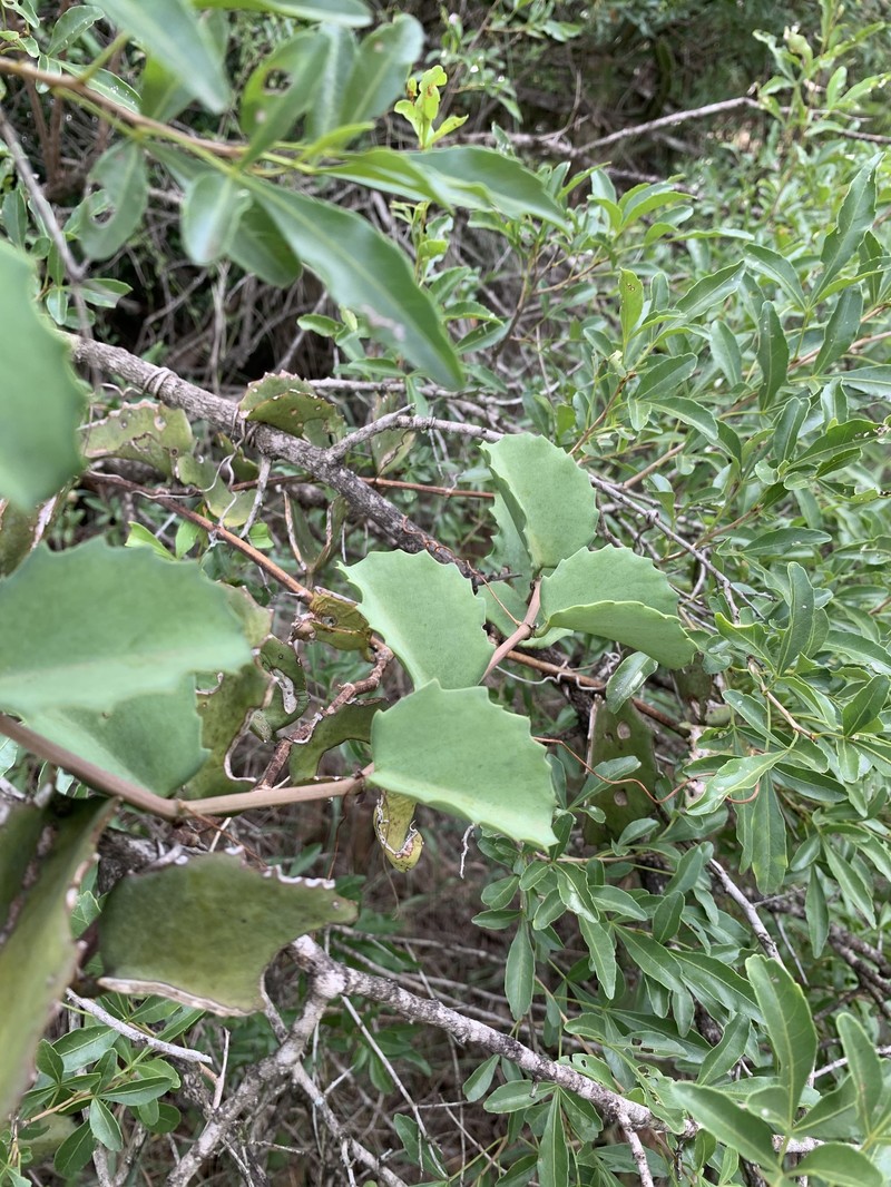 Cissus rotundifolia var. rotundifolia photo 2