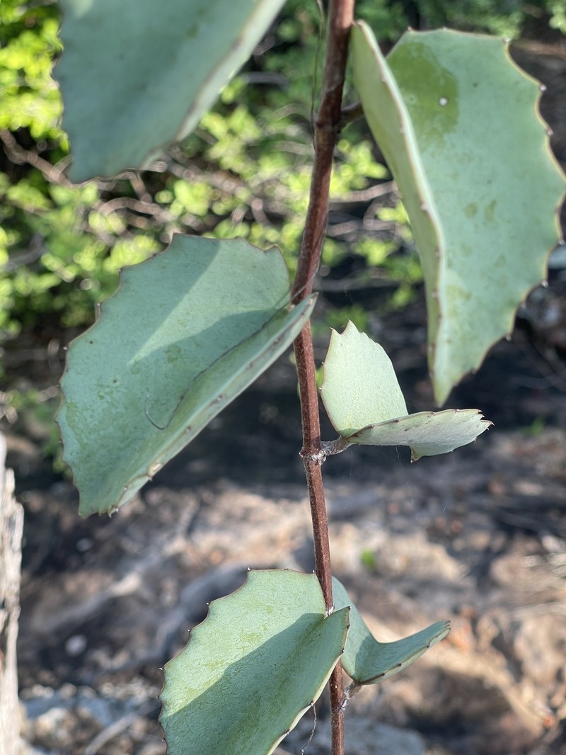 Cissus rotundifolia var. rotundifolia photo 3