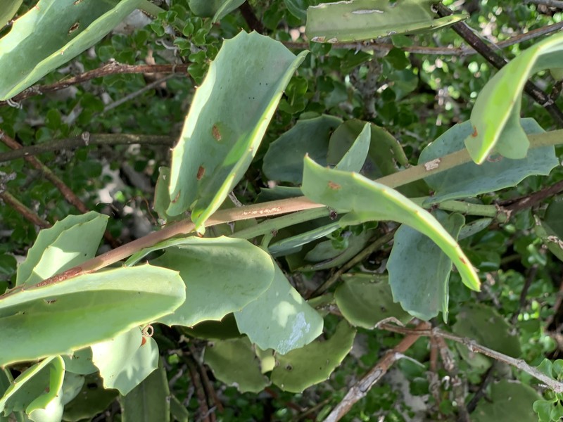 Cissus rotundifolia var. rotundifolia photo 4