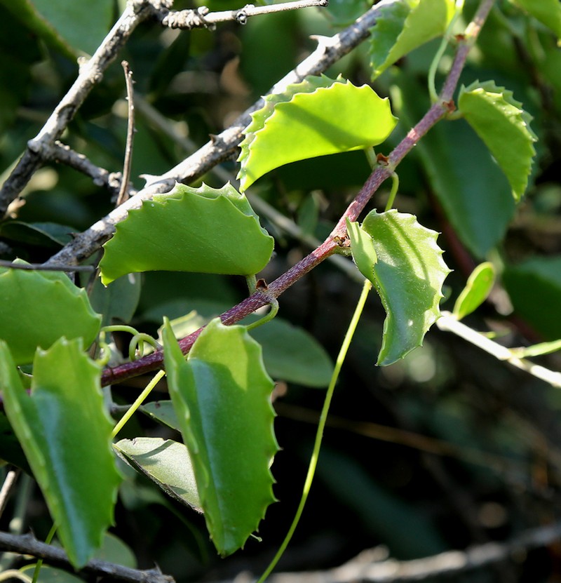 Cissus rotundifolia var. rotundifolia photo 5