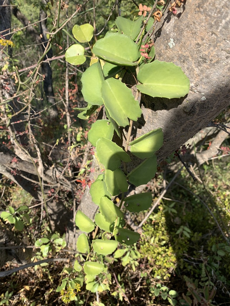 Cissus rotundifolia var. rotundifolia photo 6