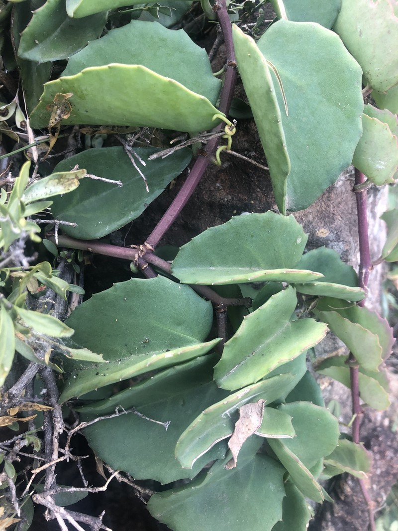 Cissus rotundifolia var. rotundifolia photo 8
