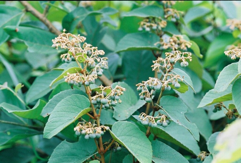 Cissus rubiginosa