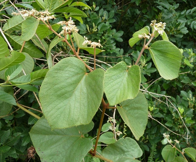 Cissus rubiginosa photo 2