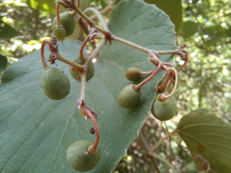 Cissus rubiginosa photo 3