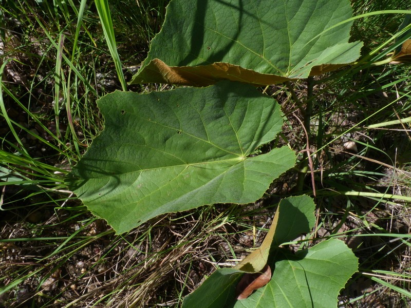 Cissus rubiginosa photo 4
