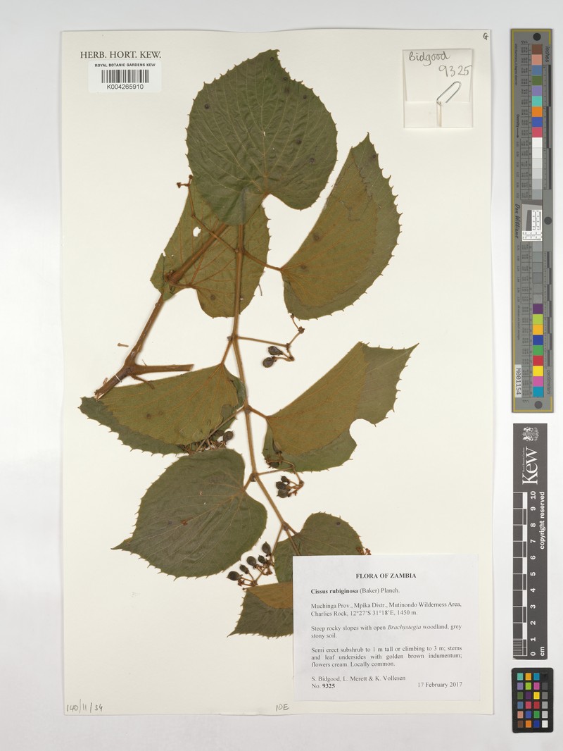 Cissus rubiginosa photo 5