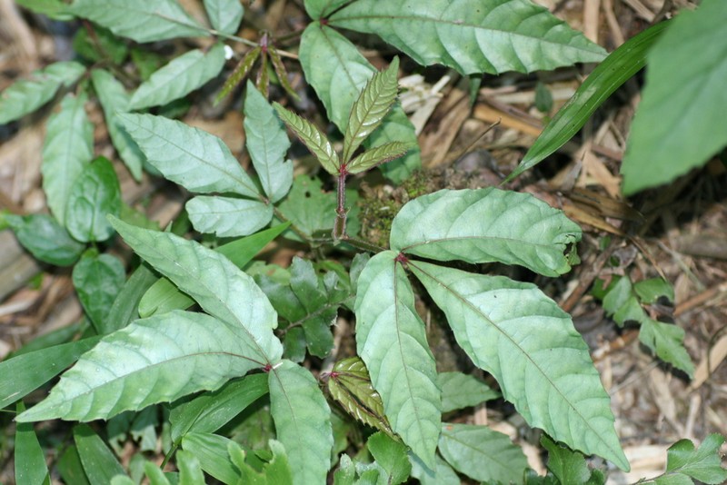 Cissus rubropilosa
