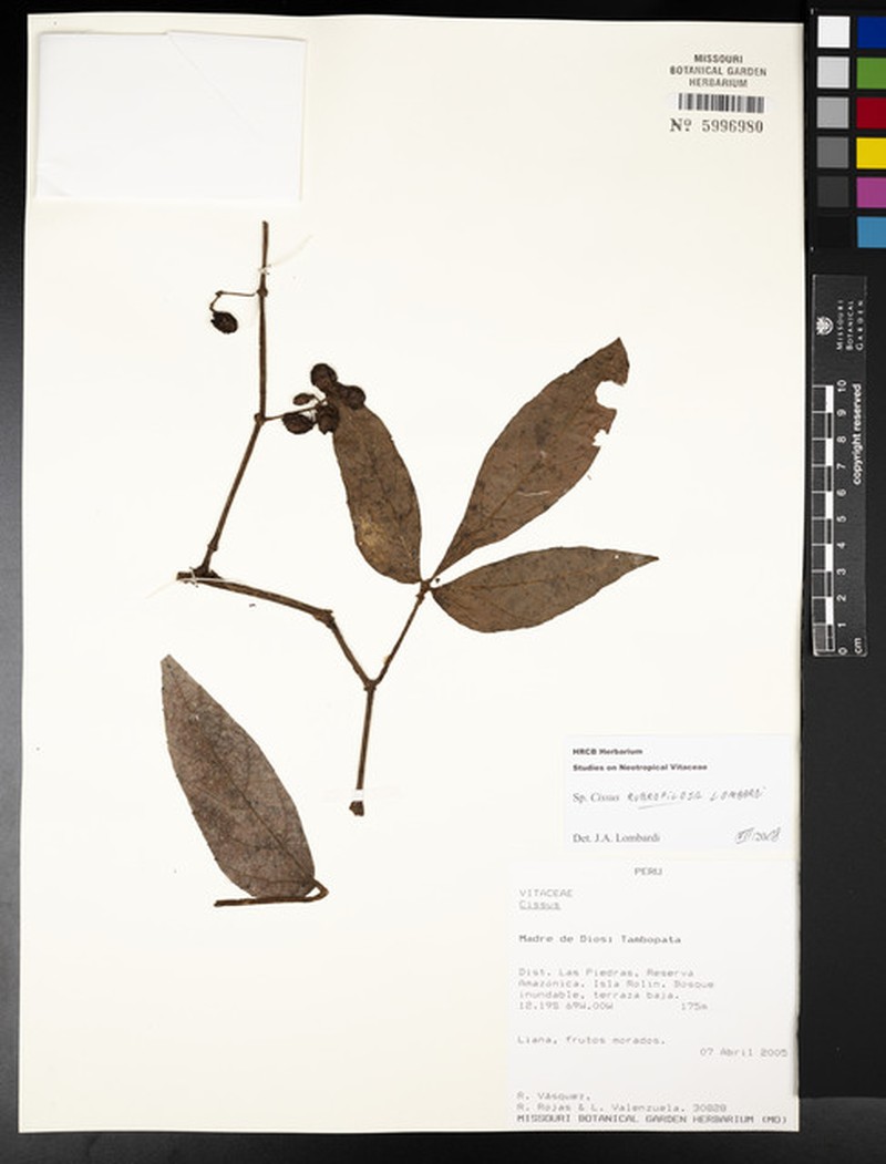 Cissus rubropilosa photo 2