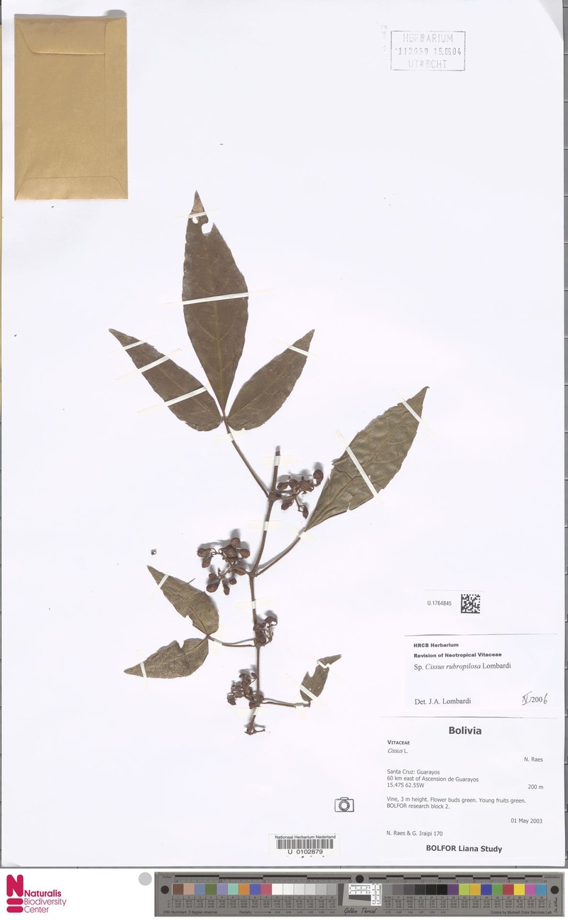 Cissus rubropilosa photo 3