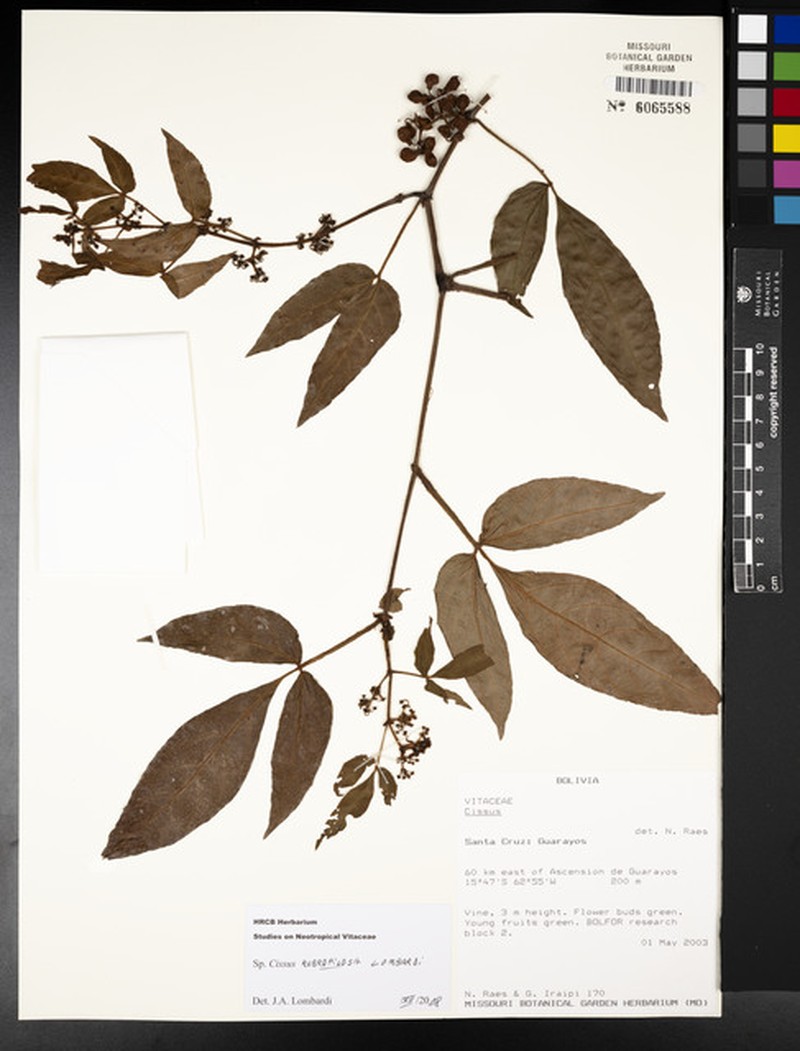Cissus rubropilosa photo 4