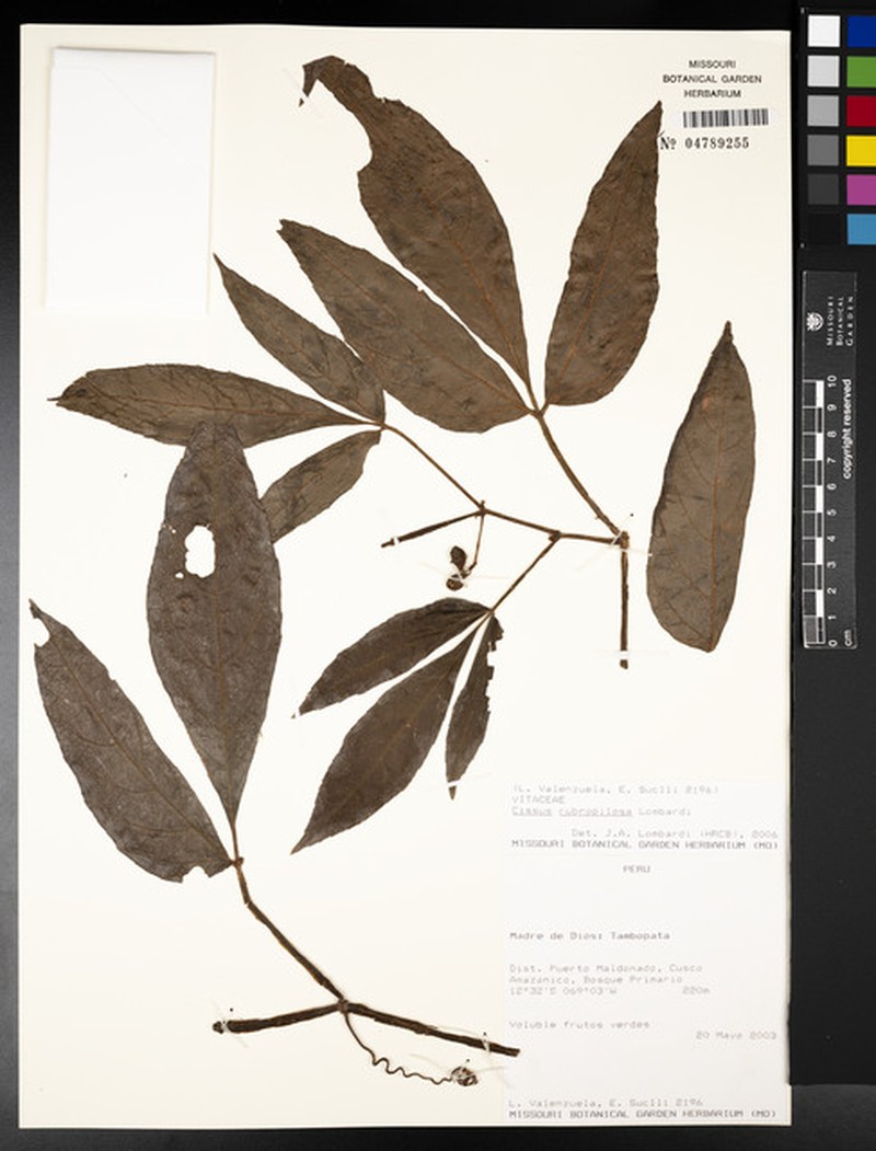 Cissus rubropilosa photo 5