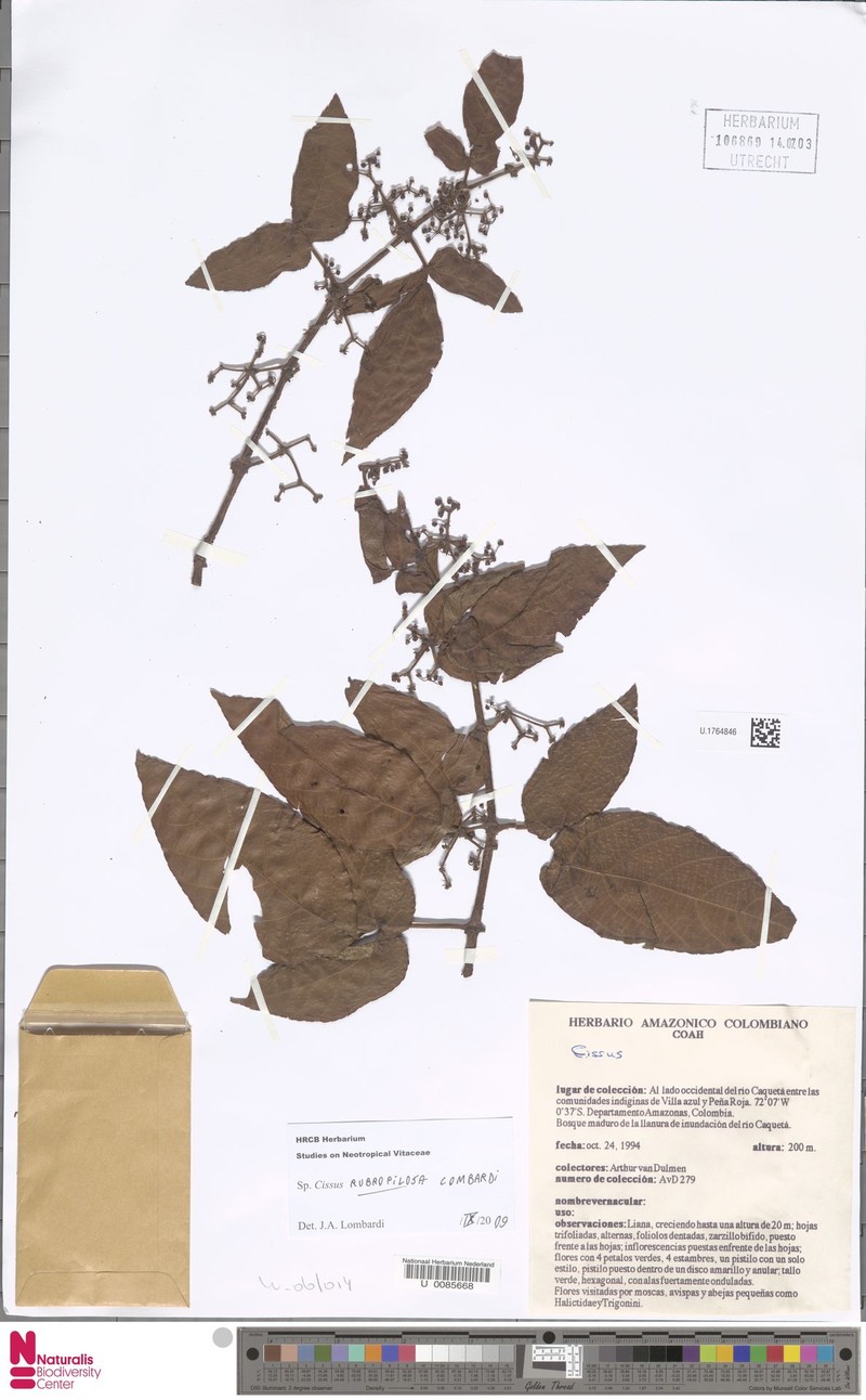 Cissus rubropilosa photo 8