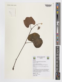 Cissus rufescens