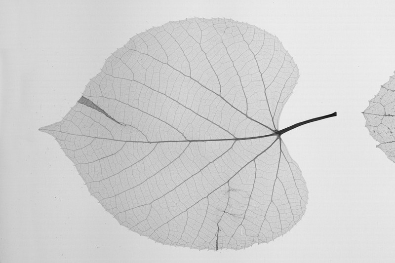Cissus rufescens photo 2