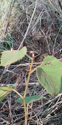 Cissus ruginosicarpa