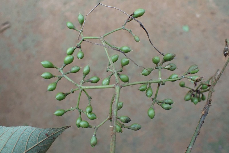 Cissus ruginosicarpa photo 2